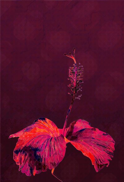 Hibiszkusz, 2019 alkotó: Scott J. Davis