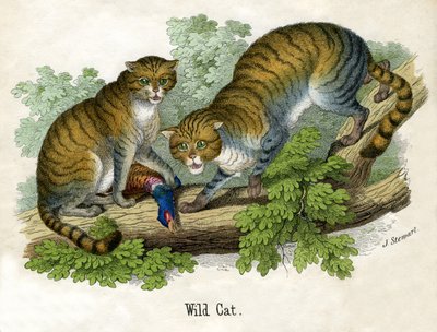 Két Bobcat antik nyomata alkotó: Scottish School