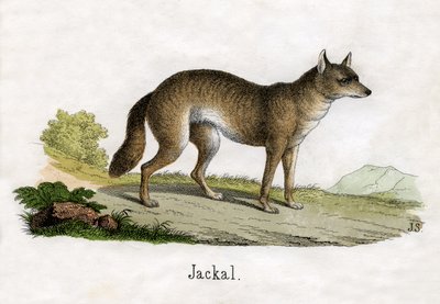 Sakál antik lenyomata alkotó: Scottish School