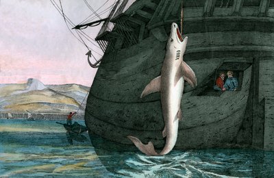 A tengeren fogott nagy fehér cápa alkotó: Scottish School