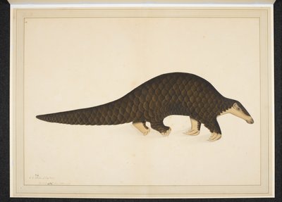 Adjuk hozzá a havat. Vagy. 4667, Pangolin vagy pikkelyes hangyász alkotó: Shaikh Zain ud Din (fl.1777 83)