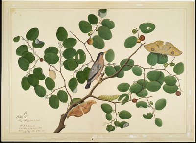 Brahminy Starling két antheraea lepkével, hernyóval és gubóval az indiai jujube fán, fólió a Lady Impey által megrendelt sorozatból, 1777 alkotó: Shaikh Zain ud Din