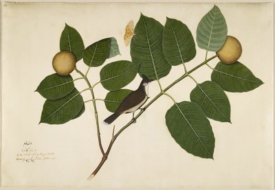 Piros bajuszú Bulbul és Aganais Ficus Moth a Kadamba ágon, fólió a Lady Impey által megrendelt sorozatból, 1777 alkotó: Shaikh Zain ud-Din