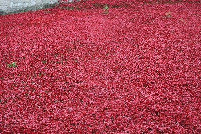 Blood Swept Lands and Seas of Red, Tower of London, 2014. alkotó: Sheldon Marshall