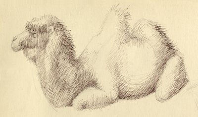 Camel, c1951. alkotó: Shirley Markham