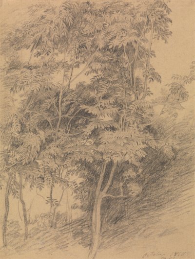Fa tanulmány alkotó: Sir David Wilkie