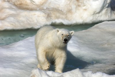 Jegesmedve (Ursus maritimus) sétál egy jégtáblán, Svalbard-szigetek, Norvégia, 2022 (fotó) alkotó: Sisse Brimberg