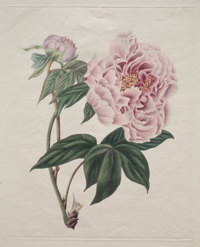 Kínai bazsarózsa (Paeonia suffruticosa) alkotó: Smith