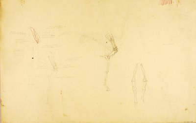 Ló anatómia alkotó: Solon H. Borglum