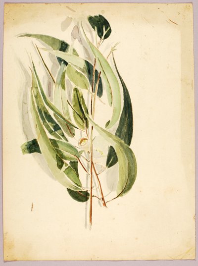 Növénytanulmány, 19. század vége-XX. század eleje. alkotó: Solon H. Borglum