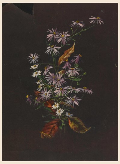 Őszi csokor, kb. 1890 alkotó: Sophia L. Crownfield