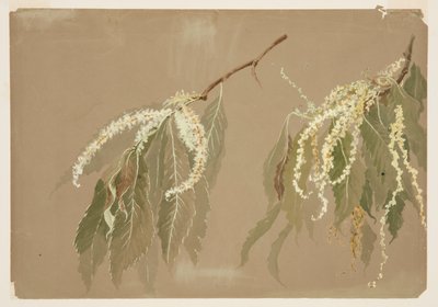 Gesztenyefa ágak vizsgálata alkotó: Sophia L. Crownfield