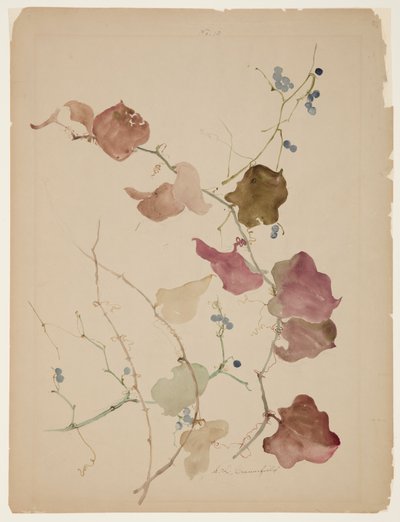 Kék bogyós Clematis szőlő tanulmányozása alkotó: Sophia L. Crownfield