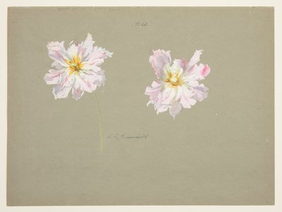 A halvány rózsaszín bazsarózsa tanulmányozása alkotó: Sophia L. Crownfield