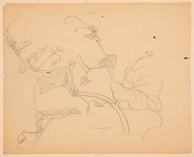 Squash Vines tanulmányozása alkotó: Sophia L. Crownfield