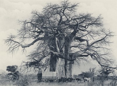 Baobab fa (fekete-fehér fotó) alkotó: South African Photographer