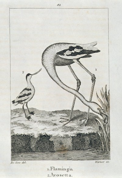 Flamingo és Avosetta, A Föld története és az animált természetből, London 1816 (rézlemez-metszet) alkotó: Spanish School