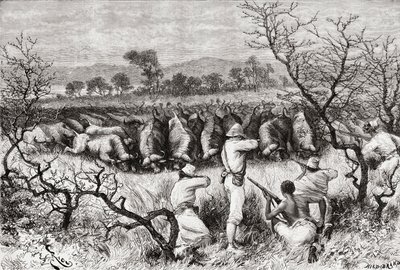 Bivalyvadászat Közép-Afrikában a 19. század végén, az „Africa Pintorescából”, 1888-ban alkotó: Spanish School
