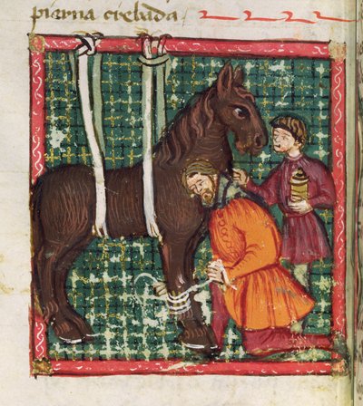 Ms 214 fol.31v Egy ló törött kézközépcsontjának javítása, Libro de Menescalcia y Albeyteria, Juan Alvarez, 1390 körül alkotó: Spanish School
