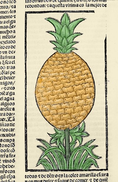Ananász ábrázolása. Metszet Gonzalo Fernandez de Oviedo (Gonzalo) vagy Fernandez de, vagy Hernandez de Oviedo y Valdes (1478-1557) „Általános története Indiák, szigetek és az óceáni tenger szárazföldi része” című könyvéből alkotó: Spanish School
