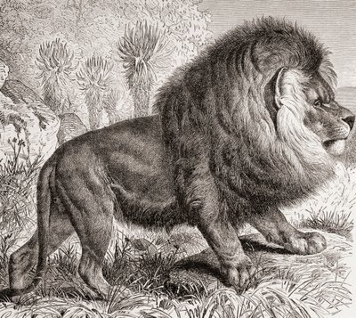 A ma már kihalt fokföldi oroszlán, a "La Vida de los Animales" kiad. 1885 körül (nyomtatás). alkotó: Spanish School