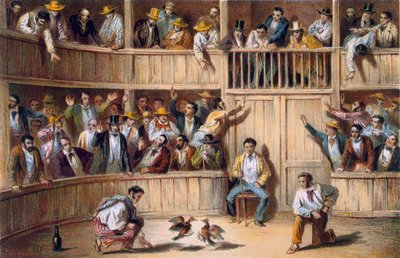 Valla de Gallos, Kuba (színes litográfia) alkotó: Spanish School