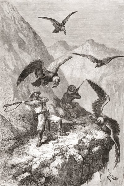 Édouard François Andrét és társát kondorok támadták meg Calacali (Pichincha tartomány, Ecuador) közelében az Andok lábánál 1875–76-ban folytatott botanikai expedíciója során. alkotó: Spanish School
