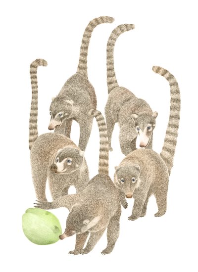 Costa Rica Coatis, 2019 (grafitceruza és digitális) alkotó: Stacy Hsu