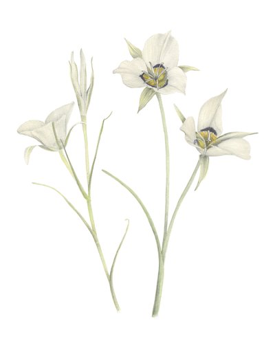 Mariposa Lily, 2018 (grafitceruza és akvarell) alkotó: Stacy Hsu