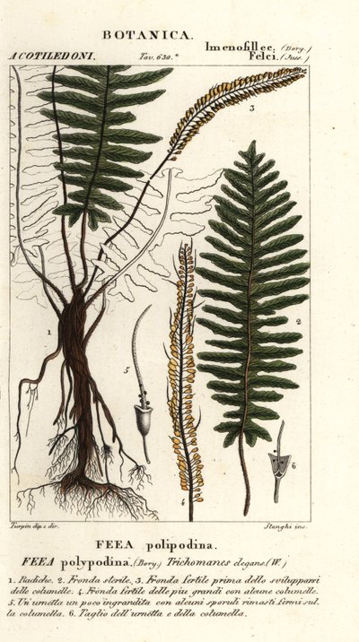Sörtéjű páfrány, Trichomanes elegans alkotó: Stanghi Stanghi