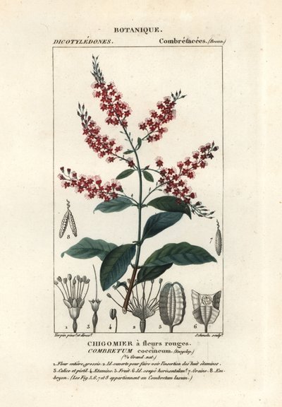 Bokorfűz, Combretum coccineum alkotó: Stanghi Stanghi