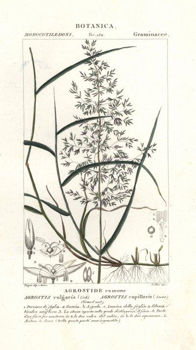 Közönséges hajlított, Agrostis capillaris alkotó: Stanghi Stanghi