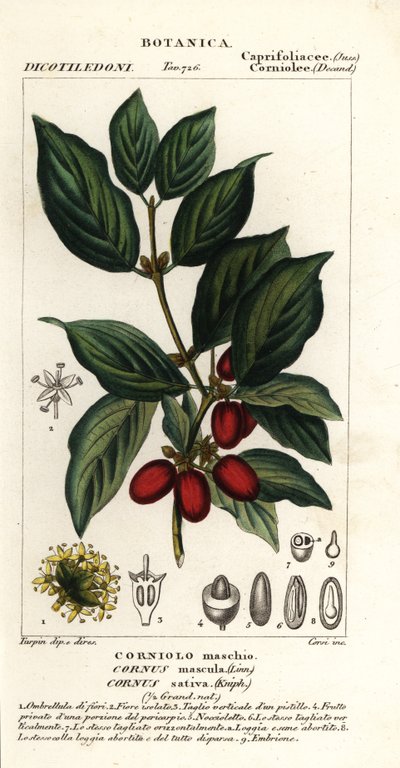 Kornél cseresznye, Cornus mas alkotó: Stanghi Stanghi