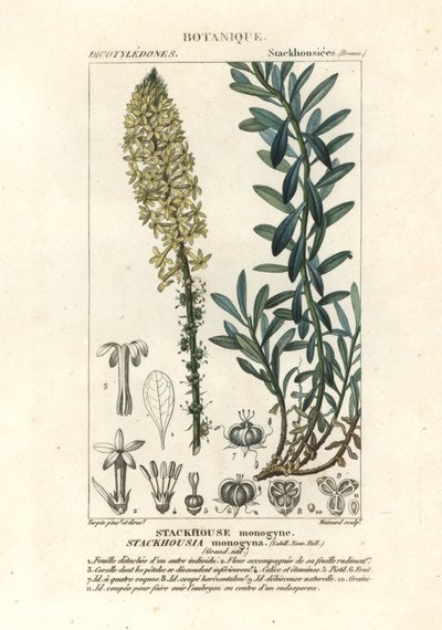 Krémes gyertyák, Stackhousia monogyna alkotó: Stanghi Stanghi
