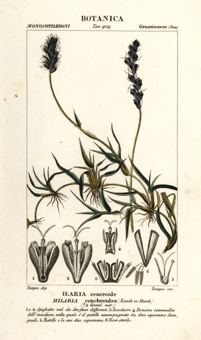 Göndör mesquite, Hilaria cenchroides alkotó: Stanghi Stanghi