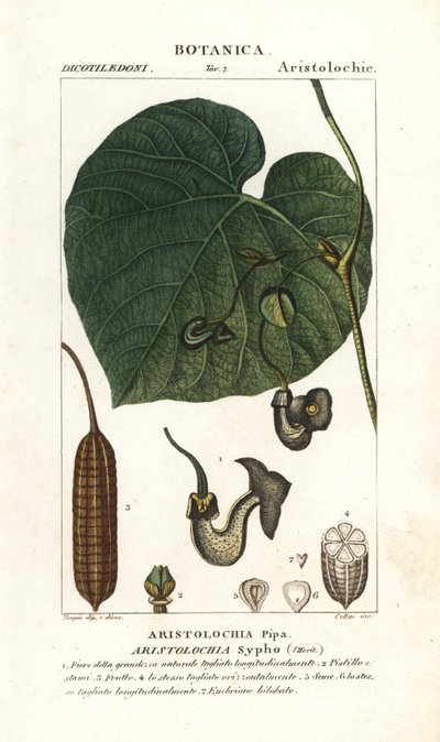 Hollandi pipa vagy pipa, Aristolochia macrophylla alkotó: Stanghi Stanghi