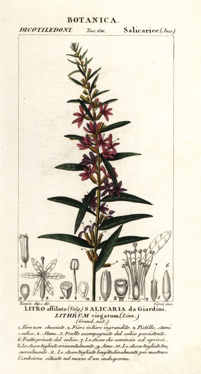 Európai pálca lazestrife, Lythrum virgatum alkotó: Stanghi Stanghi