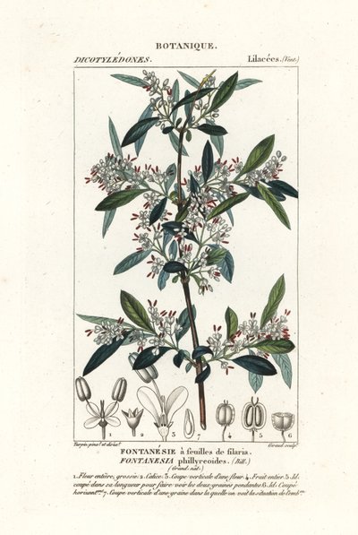 Fontanesia phillyreoides alkotó: Stanghi Stanghi