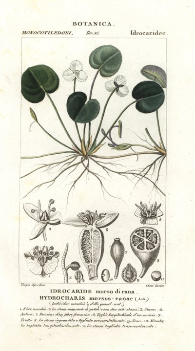 Frogbit, Hydrocharis harapás-béka alkotó: Stanghi Stanghi