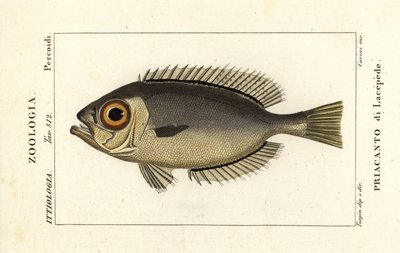 Szemüveges nagyszeműek, Heteropriacanthus cruentatus alkotó: Stanghi Stanghi