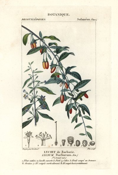 Goji bogyó, Lycium barrum alkotó: Stanghi Stanghi
