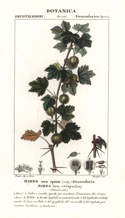 Egres, Ribes uva-crispa alkotó: Stanghi Stanghi