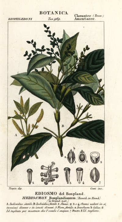 Hedyosmum bonplandianum alkotó: Stanghi Stanghi