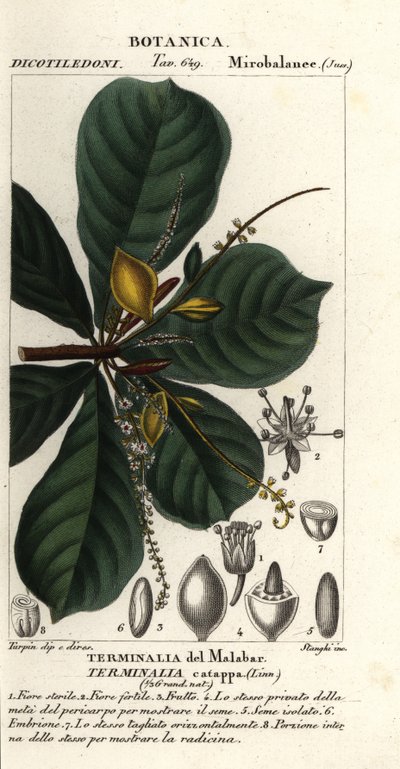 Indiai mandula, Terminalia catappa alkotó: Stanghi Stanghi