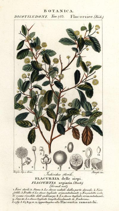 Indiai szilva, Flacourtia indica alkotó: Stanghi Stanghi