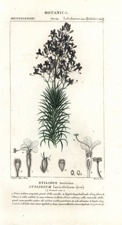 Vörösfenyőlevél vagy fa kiváltó növény, Stylidium laricifolium alkotó: Stanghi Stanghi