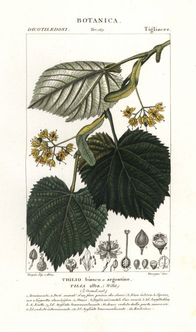 Hársfa vagy hársfa, Tilia alba alkotó: Stanghi Stanghi
