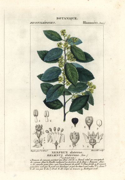 Mediterrán homoktövis, Rhamnus alaternus alkotó: Stanghi Stanghi