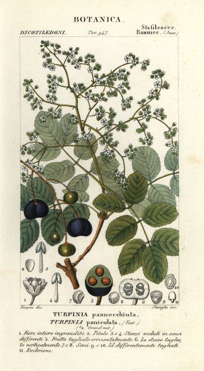 Muttonwood, Turpinia occidentalis alkotó: Stanghi Stanghi