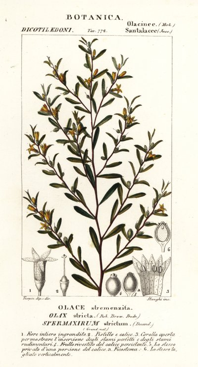Olax stricta alkotó: Stanghi Stanghi